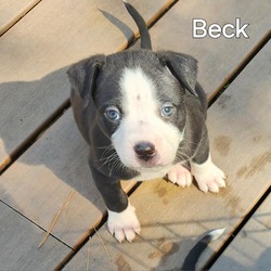 Thumbnail photo of Beck #2