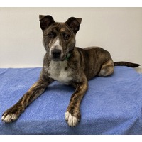 adopt-pet