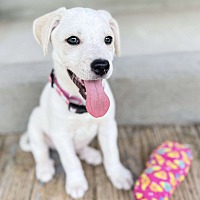 adopt a pet