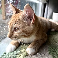 adopt a pet