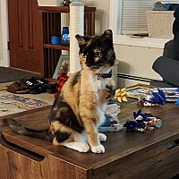 adopt a pet