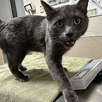 adopt a pet