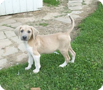 weimaraner corgi mix