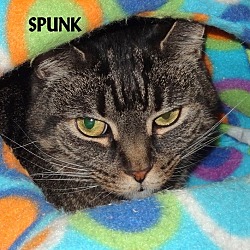 Thumbnail photo of SPUNK--SHY BUT SWEET #1