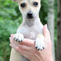 Thumbnail photo of Tinkerbell~adopted! #4