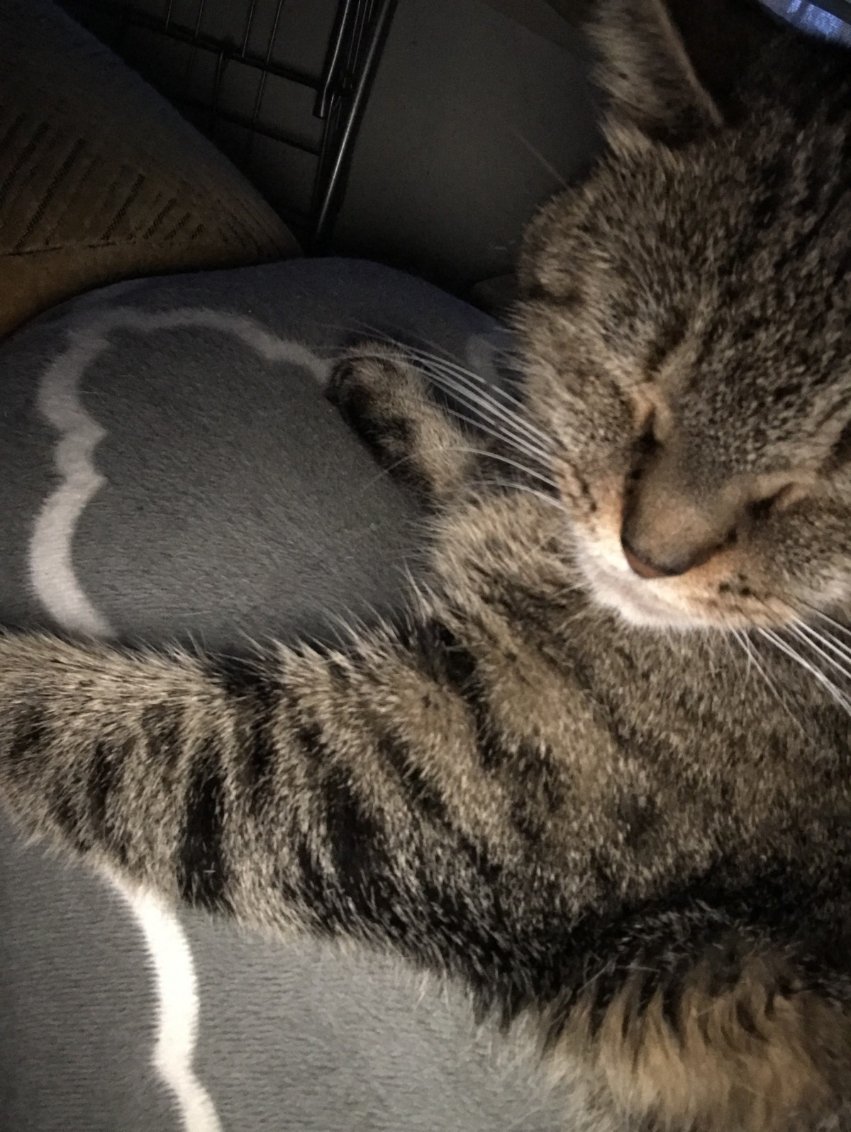 Adopt Kitty A Gray, Blue Or Silver Tabby Manx / Mixed (medium Coat) Cat