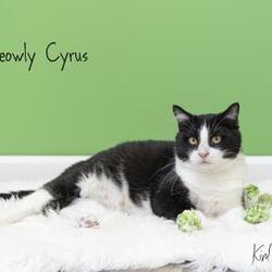 Photo of Meowly Cyrus