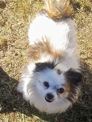 Brewster, NY - Chihuahua/Papillon. Meet Romi a Pet for Adoption ...