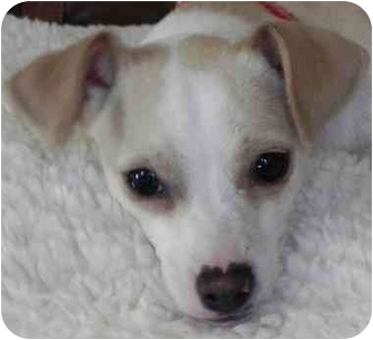 italian greyhound jack russell mix for sale