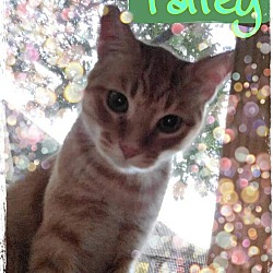Thumbnail photo of Taffey #4