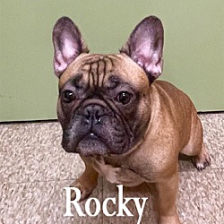 Photo of Rocky