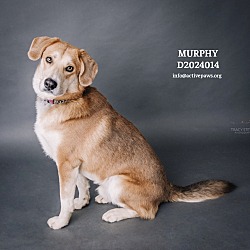 Thumbnail photo of Murphy #1