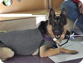 Colorado Springs, CO - German Shepherd Dog. Meet Sarah a ...