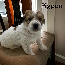 Photo of Pigpen