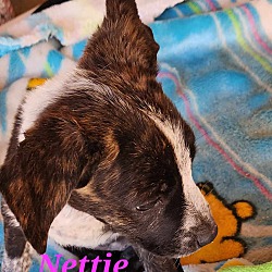 Photo of Nettie