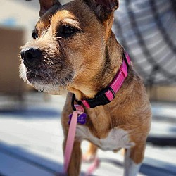 Thumbnail photo of Lynette - Adoption Pending #1