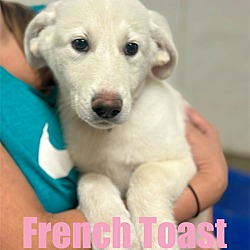 Thumbnail photo of French Toast #1