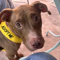 adopt a pet