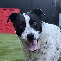adopt a pet