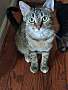 APRIL - Domestic Shorthair available for adoption