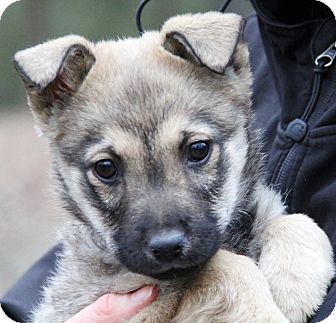 Stamford, CT - German Shepherd Dog. Meet NALA - adoption ...