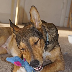 egyptian baladi dog breed