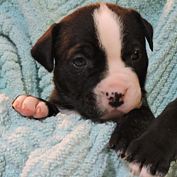 Thumbnail photo of Black with White Stripe Pup #1