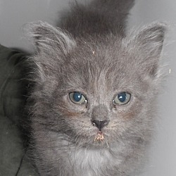 Thumbnail photo of Moran, beautiful kitten #3