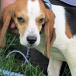 Thumbnail photo of Bob the Beagle #3