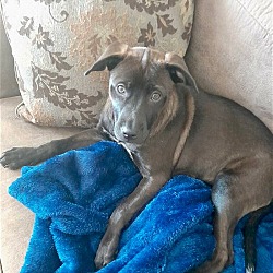 Photo of Ember