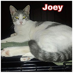 Thumbnail photo of Joey #1