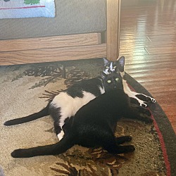 Photo of Snaggle and Blackie