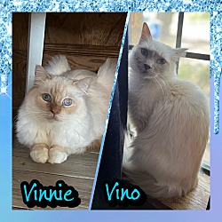 Photo of Vino and Vineyard (bonded)