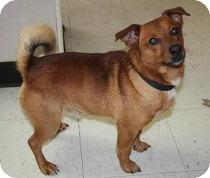 pomeranian feist mix