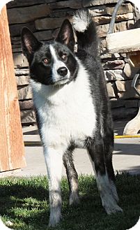 karelian bear dog adoption