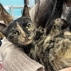Thumbnail photo of Amira: Gorgeous and super affectionate tortie #2