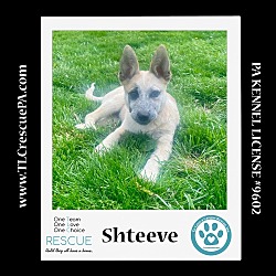 Thumbnail photo of Shteeve (The Hoodles) 040624 #2