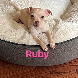 Thumbnail photo of Ruby #1