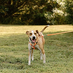 Thumbnail photo of Sailor (Foster-to-Adopt) #3