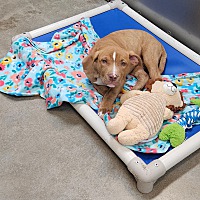 adopt a pet
