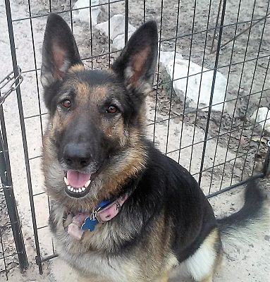 San Antonio Tx German Shepherd Dog Meet Elsa A Pet For Adoption