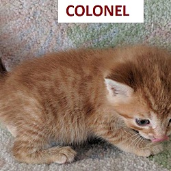 Photo of COLONEL