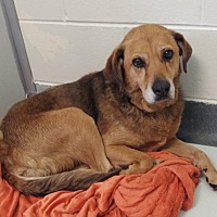 Henrico County Police Animal Shelter in Glen Allen, Virginia