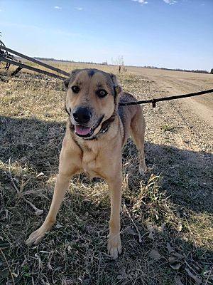 Minot, ND - German Shepherd Dog/Shepherd (Unknown Type). Meet BANE a ...