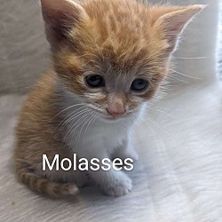 Photo of Molasses