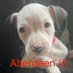 Photo of Aberdeen   (Cow Puppies 2024)