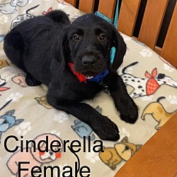 Photo of Cinderella