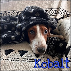 Thumbnail photo of Kobalt #4