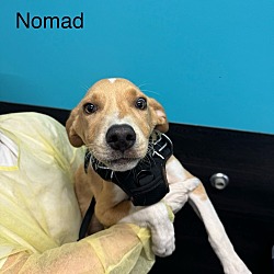 Thumbnail photo of NoMad #4