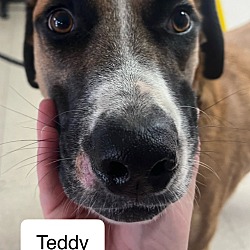 Thumbnail photo of TEDDY B33 #1